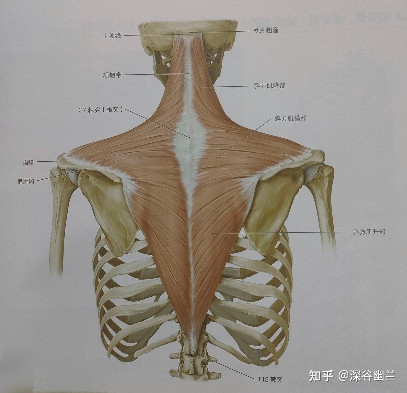 在肩胛骨内侧缘处有斜方肌横部,大小菱形肌,最长肌,背阔肌,髂肋肌及上