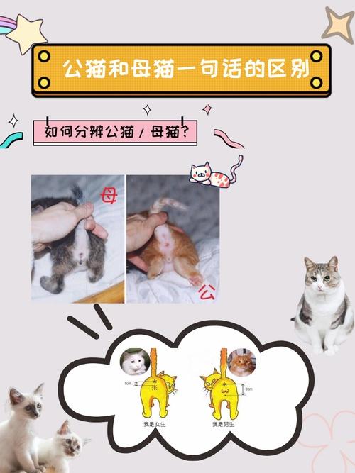 感叹号是公猫还是母猫?新手养猫选公猫还是母猫1分钟弄清关键! - 知乎