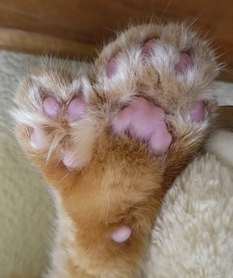 网友给猫剪指甲剪到崩溃,猫:不好意思我六指!