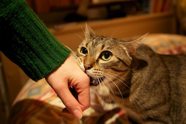 救命 我家小猫太闹腾 还总咬我抓我 知乎