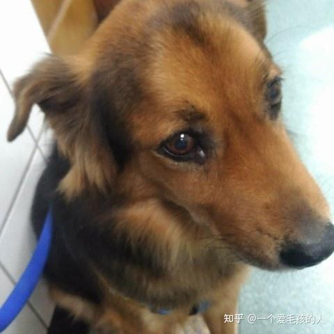 狗狗突然食欲不振没精神 知乎