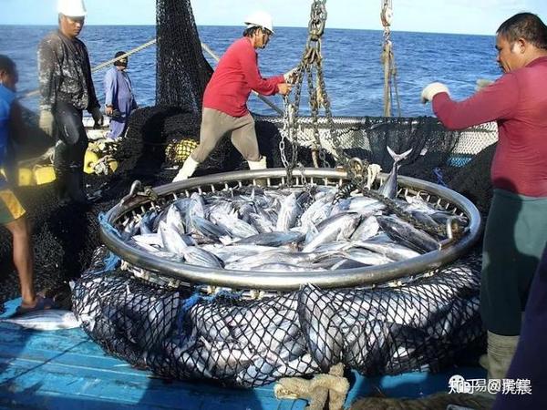 野捕海鲜为什么贵?从成本看七大捕捞耗油海鲜,第一居然是它们