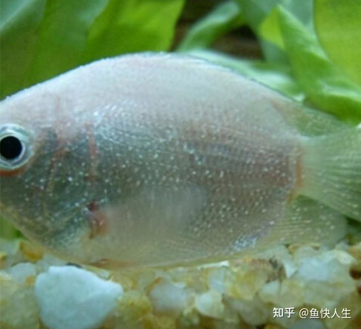 养鱼小秘诀第18期观赏鱼白点病如何有效预防如何有效治疗