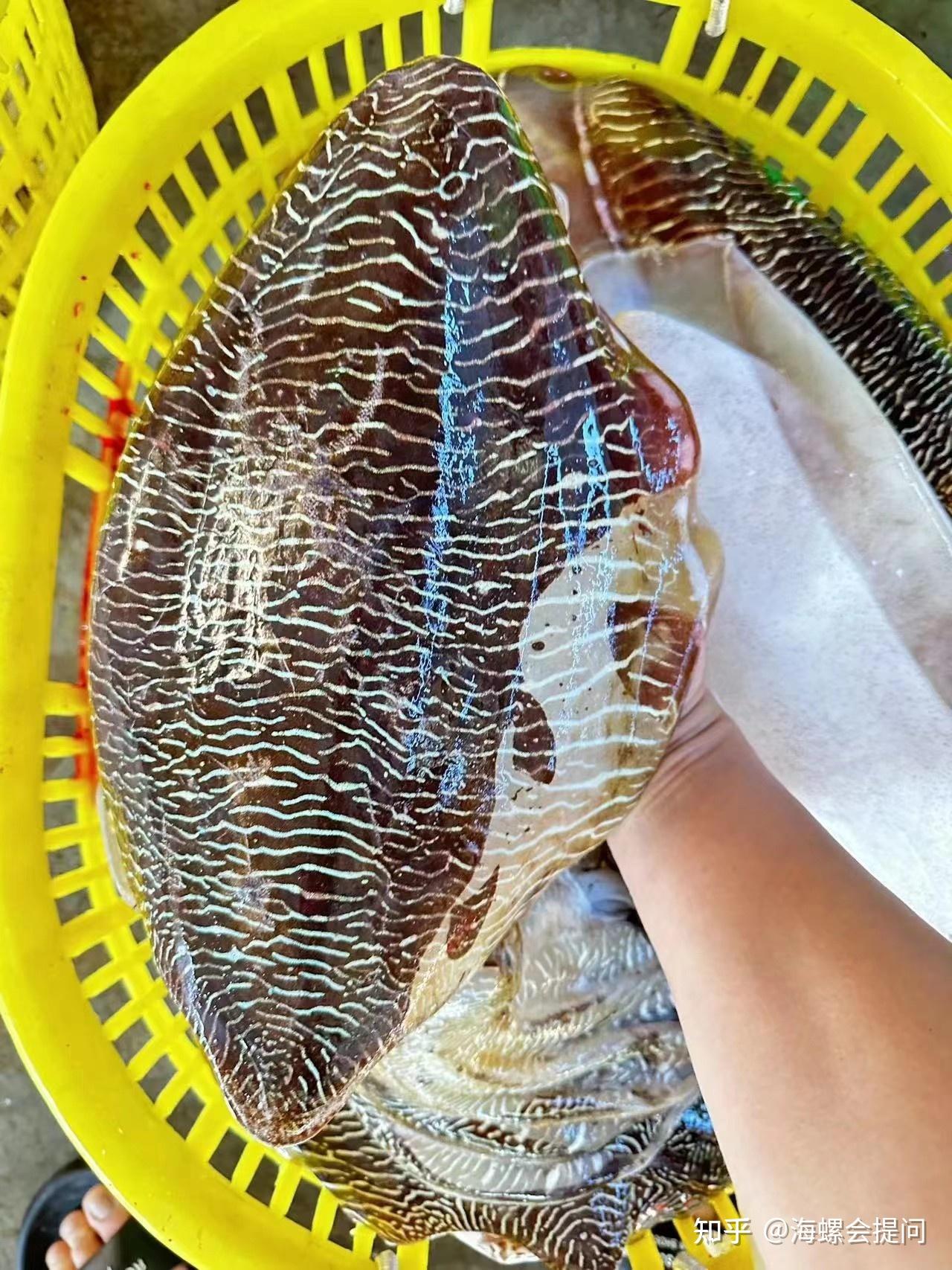 浑身是宝的深海墨鱼! - 知乎