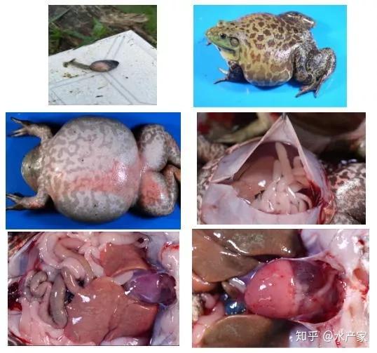 虫见愁 | 高温季节别小瞧牛蛙腹水病!