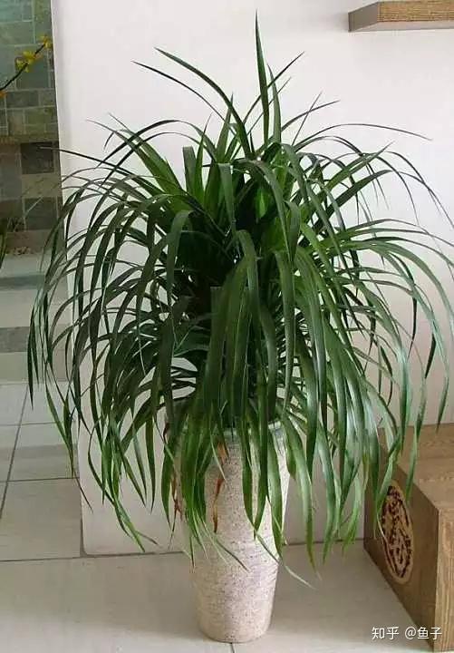 巴西木龙血树的辨识区别和鉴赏