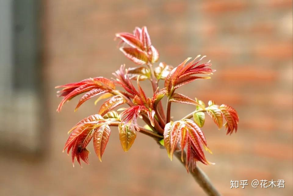 香椿、红椿、紫椿等,其实不是同一种植物 - 知乎