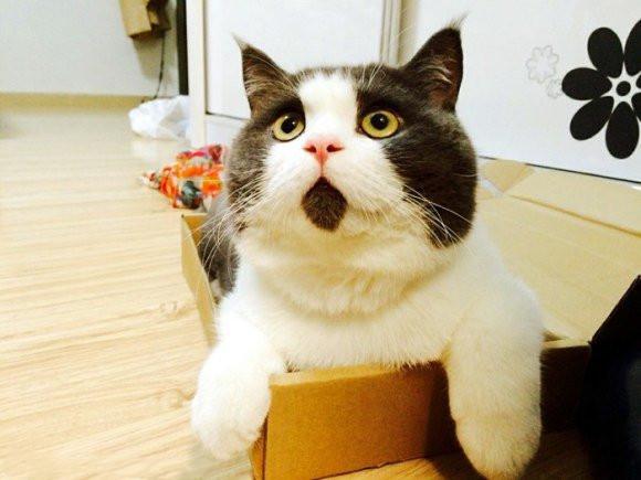 猫咪必须打疫苗吗?多久打一次?