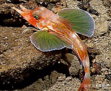 山海经之鳙鳙之鱼