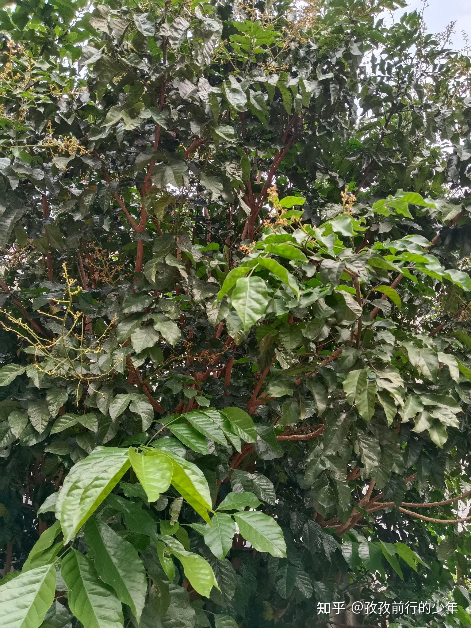 黄皮树的花果叶 - 知乎