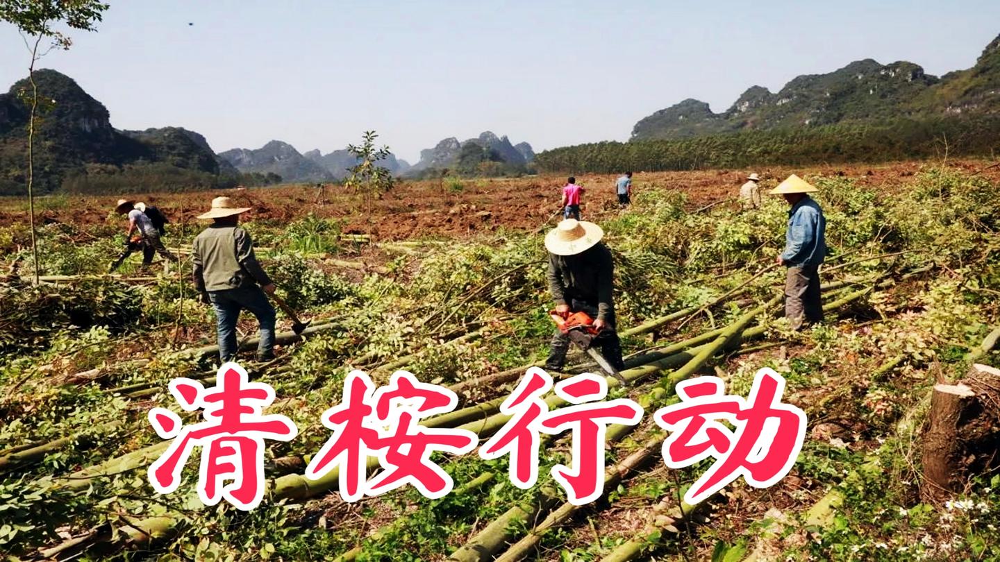 时间是最好的答案,广西为何“清桉”的答案来了 - 知乎