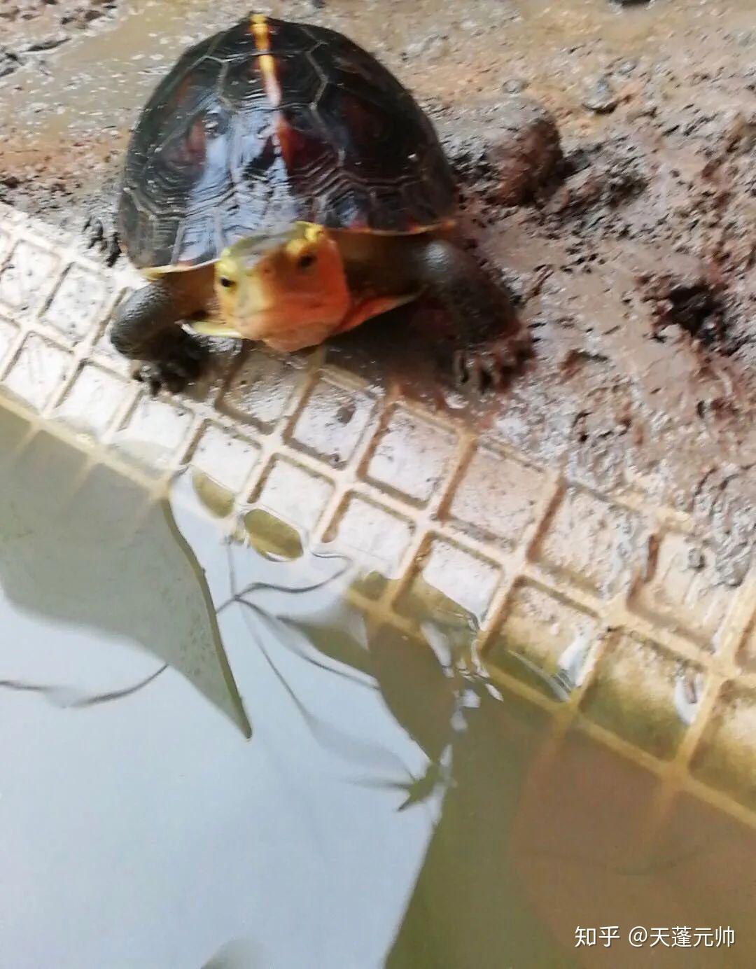 黄缘闭壳龟喜欢吃什么食物