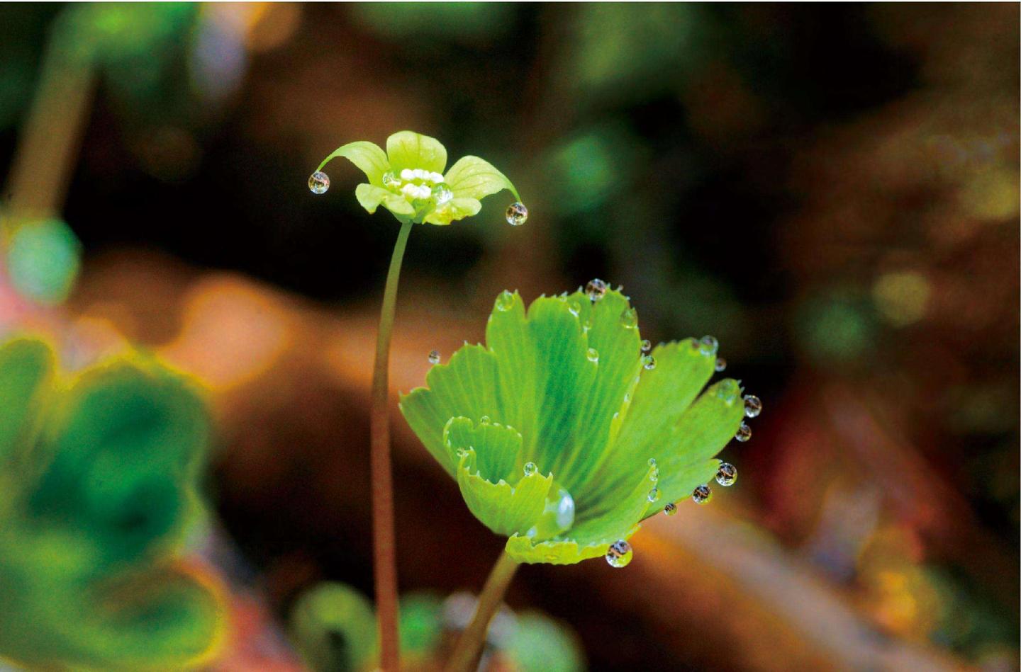 国家Ⅱ级重点保护野生珍稀植物：雪白睡莲 - 知乎
