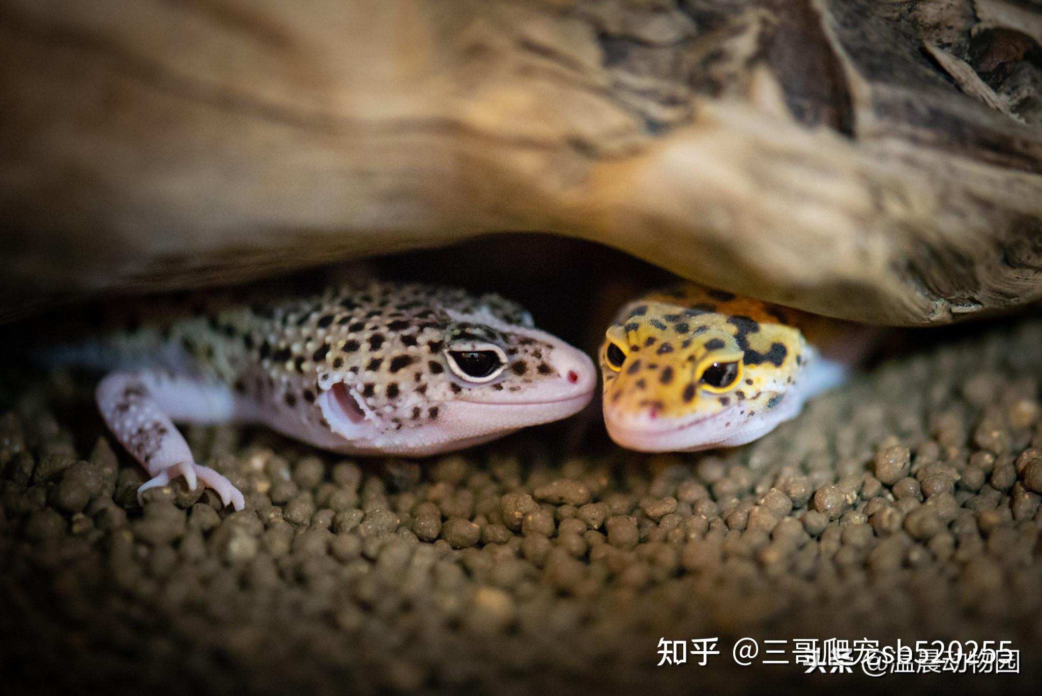 守宫好养吗？饲养之前你要先了解这些 - 知乎
