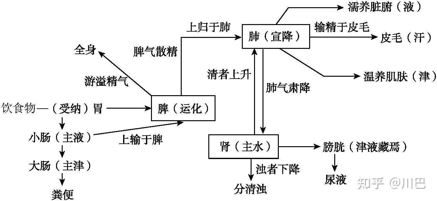 痰浊与肺、脾、肾的关系,看这一篇就可以了!! - 知乎