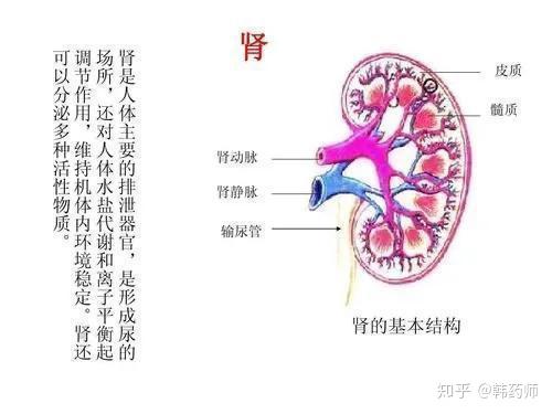 喝水越多尿也越多腎臟的壓力會變大嗎多喝水會傷到腎臟嗎