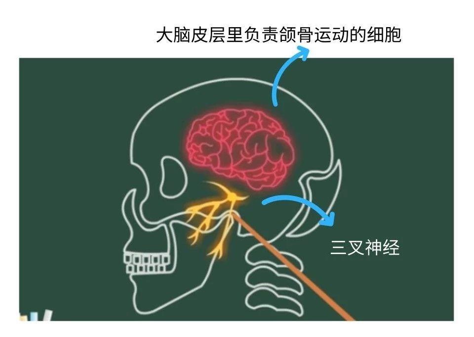 夜磨牙是由于中枢神经系统大脑皮质颌骨运动区的部分脑细胞不正常兴奋