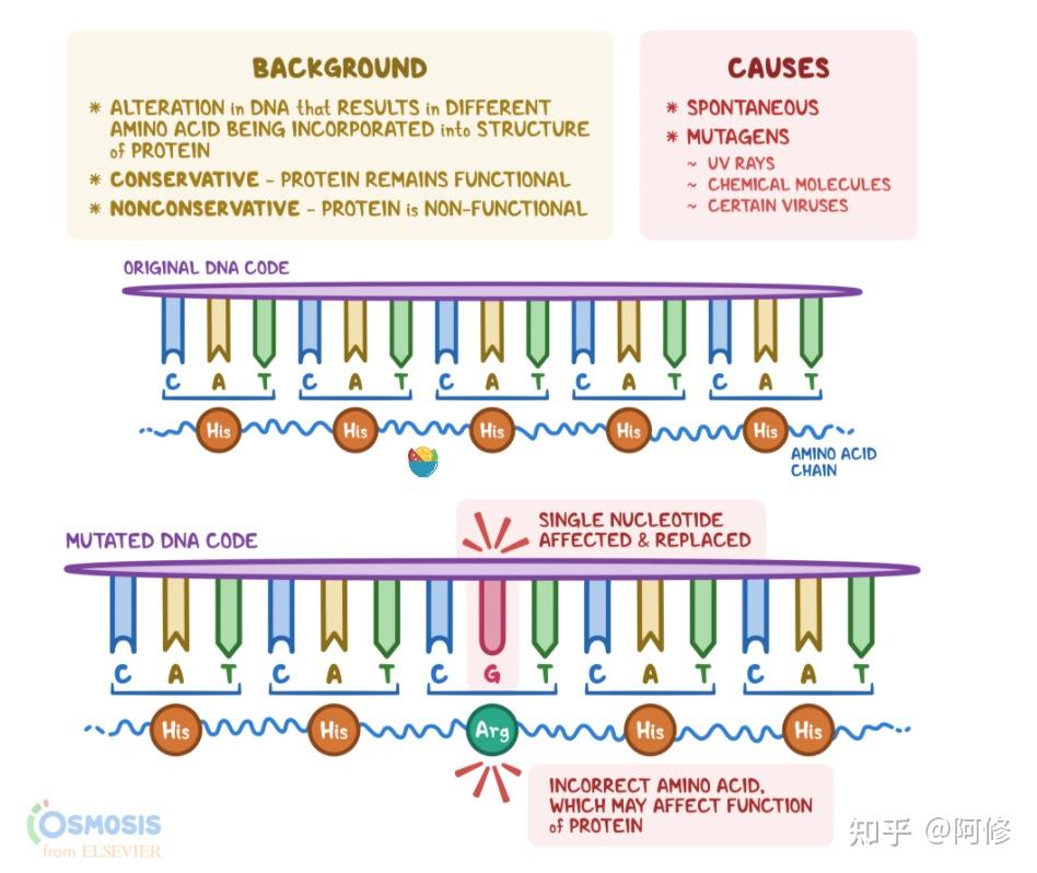 Alamut Visual Plus 的错义软件预测——Align GVGD, CADD, MutatuonTaster, PolyPhen2