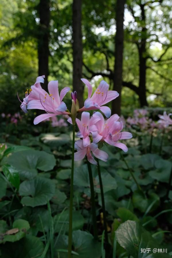 石蒜 对彼岸花的重新审视 知乎