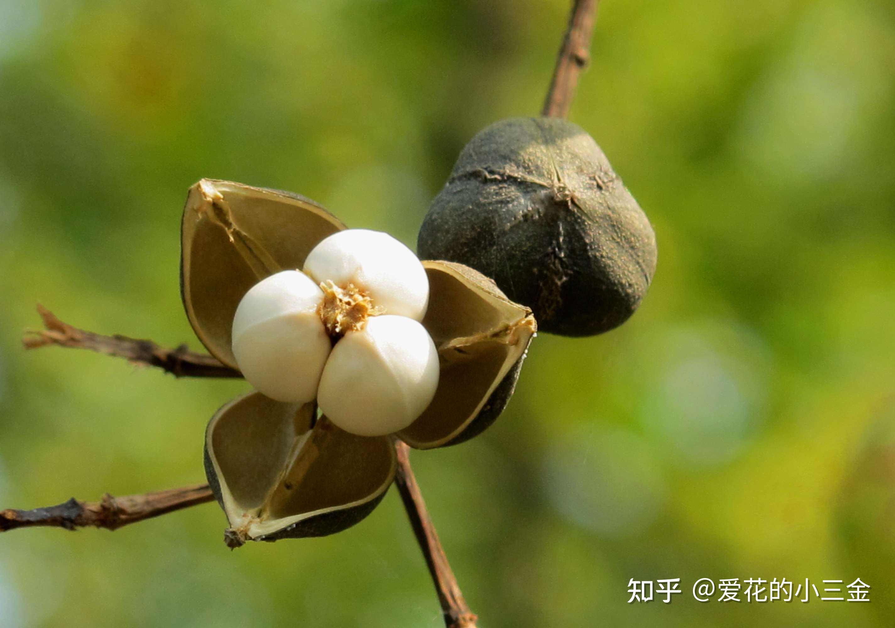 秋冬赏叶植物(六):乌桕 - 知乎
