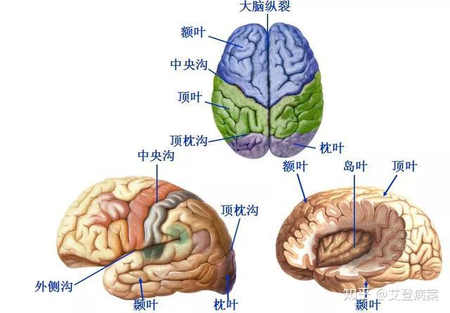右大脑半球和半球间连合及其内腔构成,两半球之间的裂隙为大脑纵裂