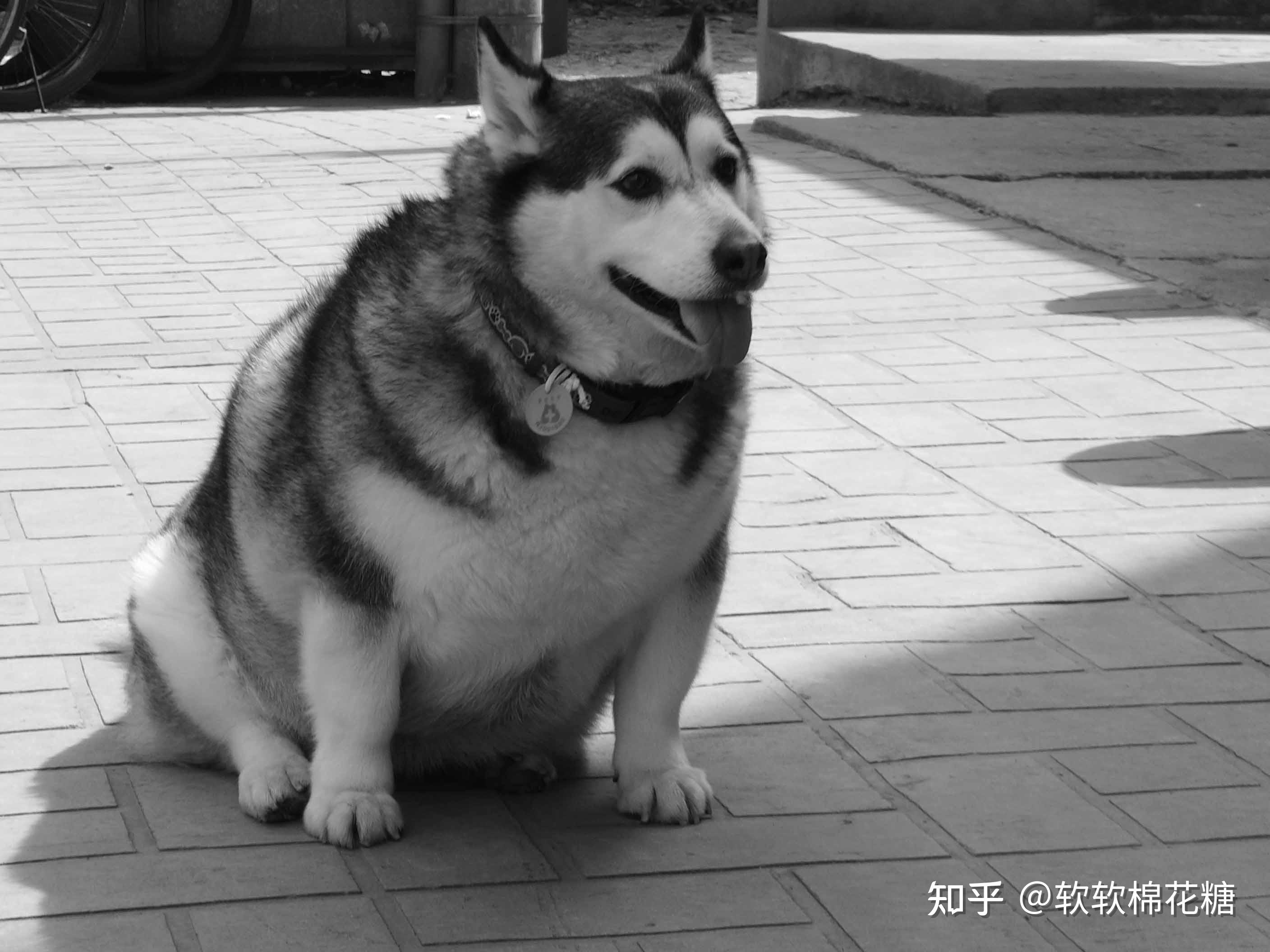 大胖狗照片图片