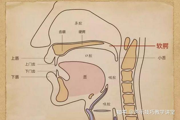 鼻咽口咽喉咽分界图片