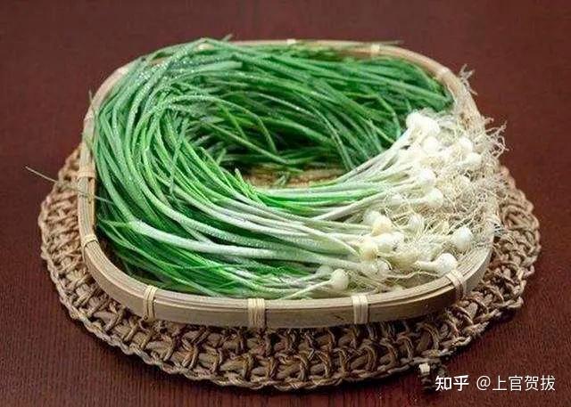 薤白俗称野蒜,你有过挖野蒜的经历吗? - 知乎
