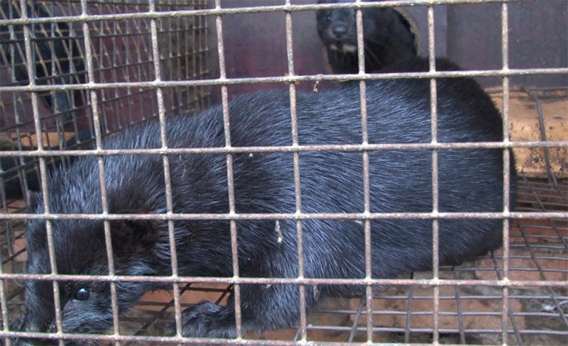 中国标准色水貂的品种和特征