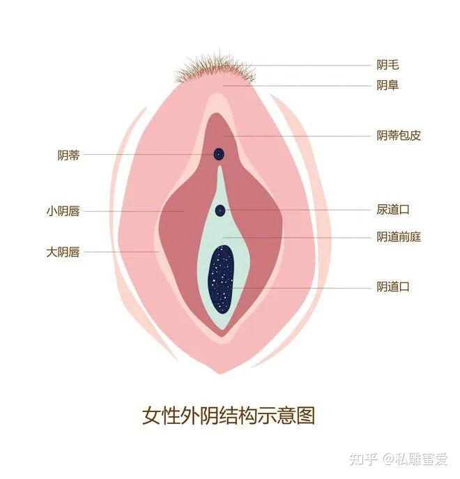 女性外荫包括大小荫唇,荫蒂,荫蒂包皮,荫道前庭,荫道外口,荫阜,荫毛