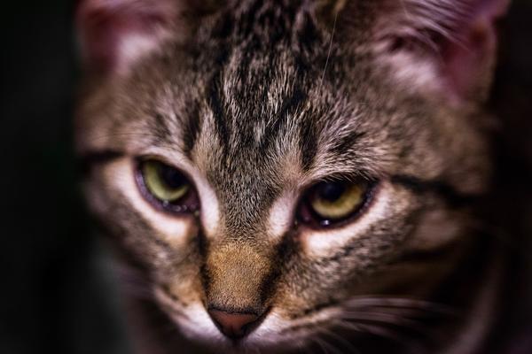 如何区分狸花猫和美短 知乎