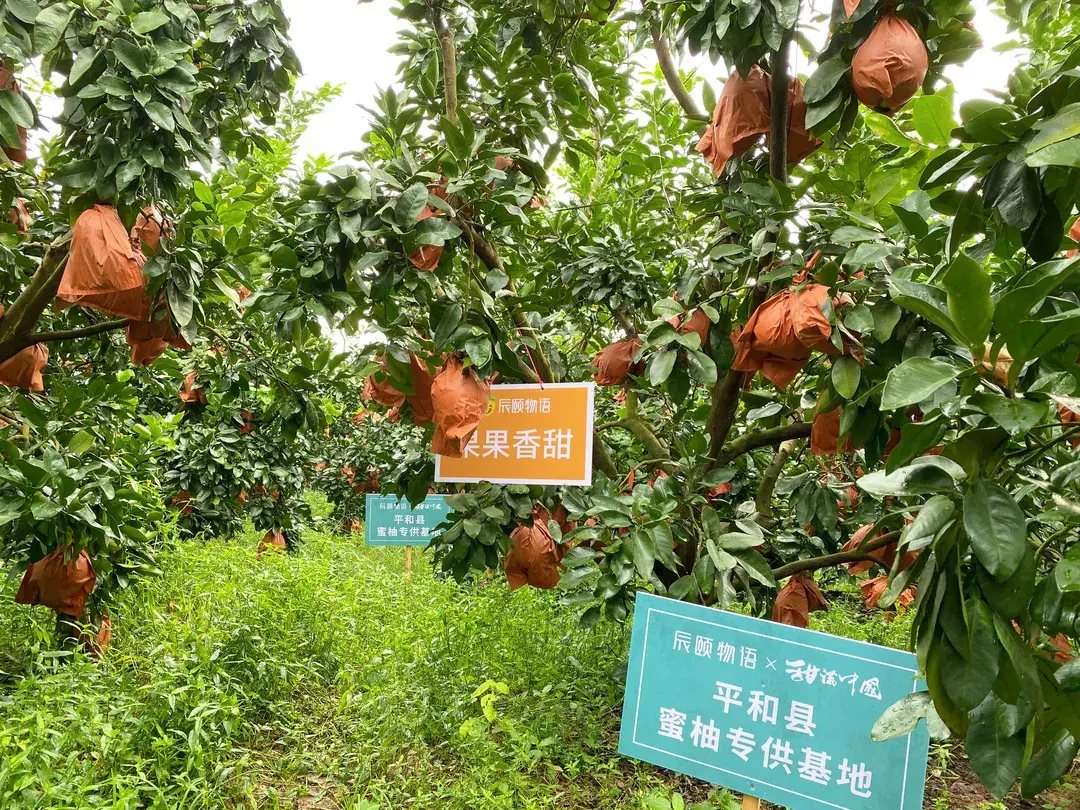 甜满中国福建平和三红蜜柚产地溯源活动圆满收官直播间爆卖175万斤