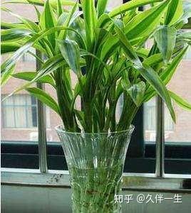 富贵竹几天换一次水呢 v2-de3c9c55d359768d3371fec039dc8c8f_b.jpg