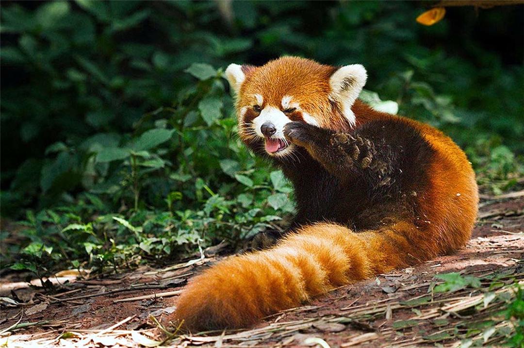 峨眉山又现九节狼:人家吐舌头,才不是卖萌,是用来嗅敌人的气味 - 知乎