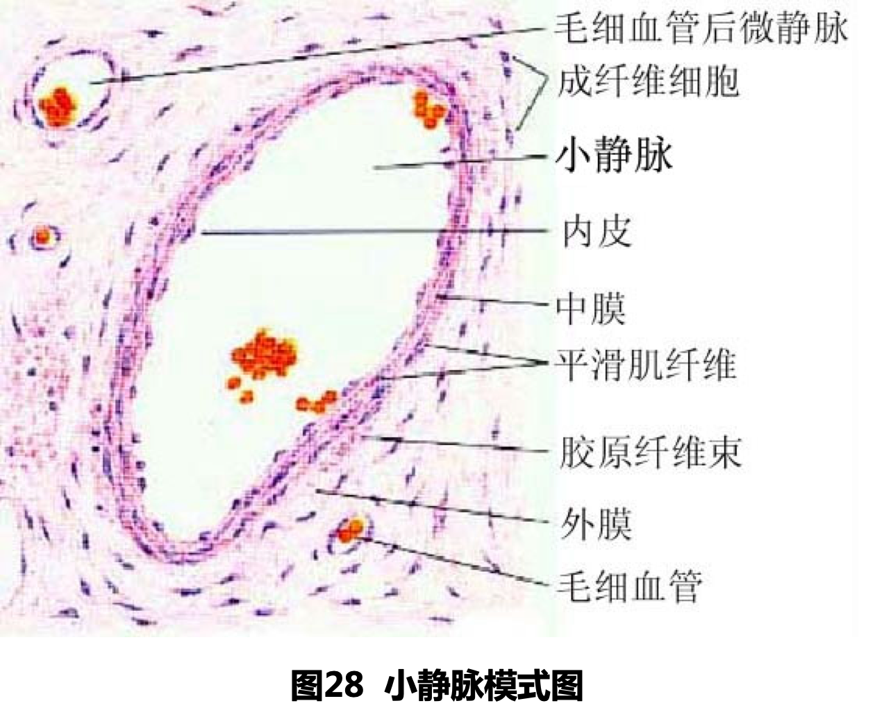 牛耳静脉动脉区分图图片