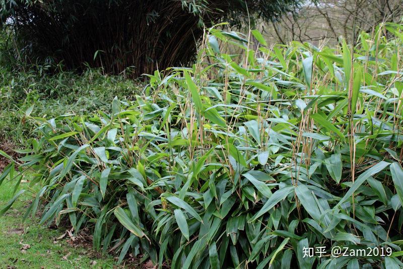 涨姿势!15种常见,可用来包粽的叶子! - 知乎