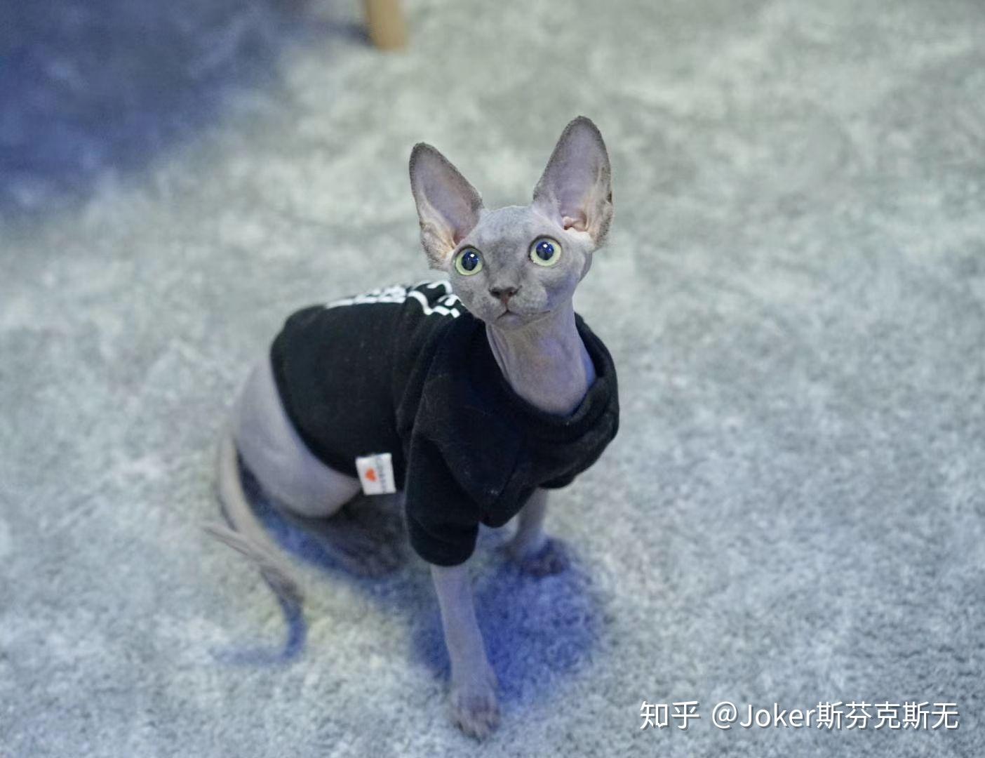 为什么有人会喜欢无毛猫 v2-de4edda33cef7833cb5dd549ce5a8cfb_r.jpg