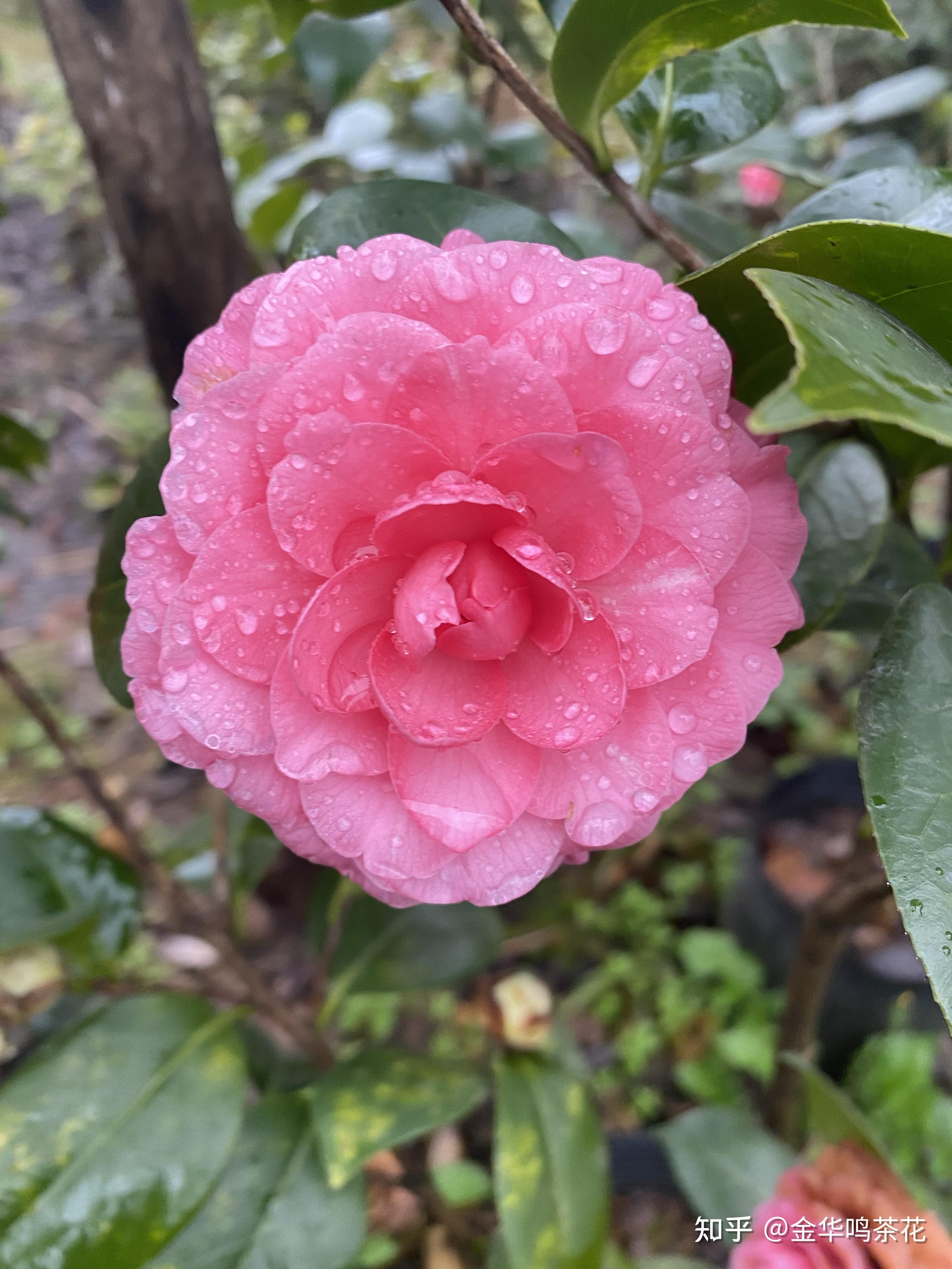 红嫦娥彩茶花 - 知乎