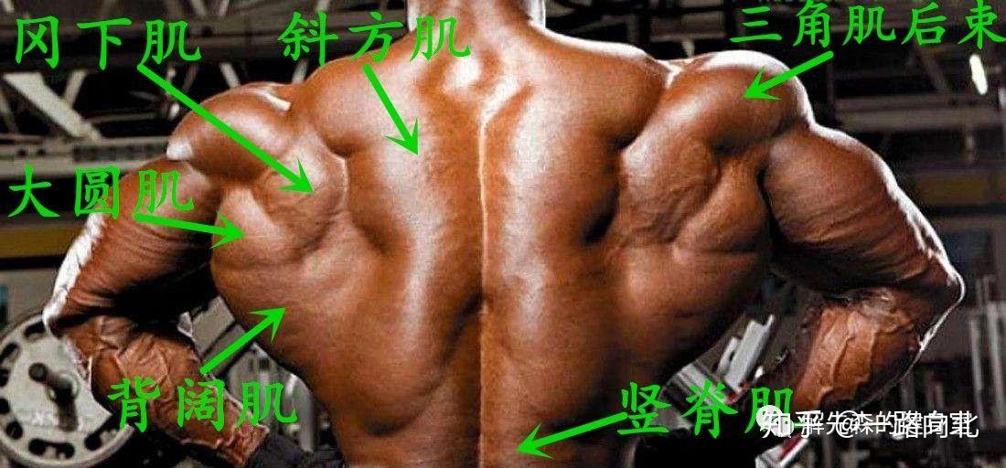 如何设置一次完整的练背计划 - 知乎