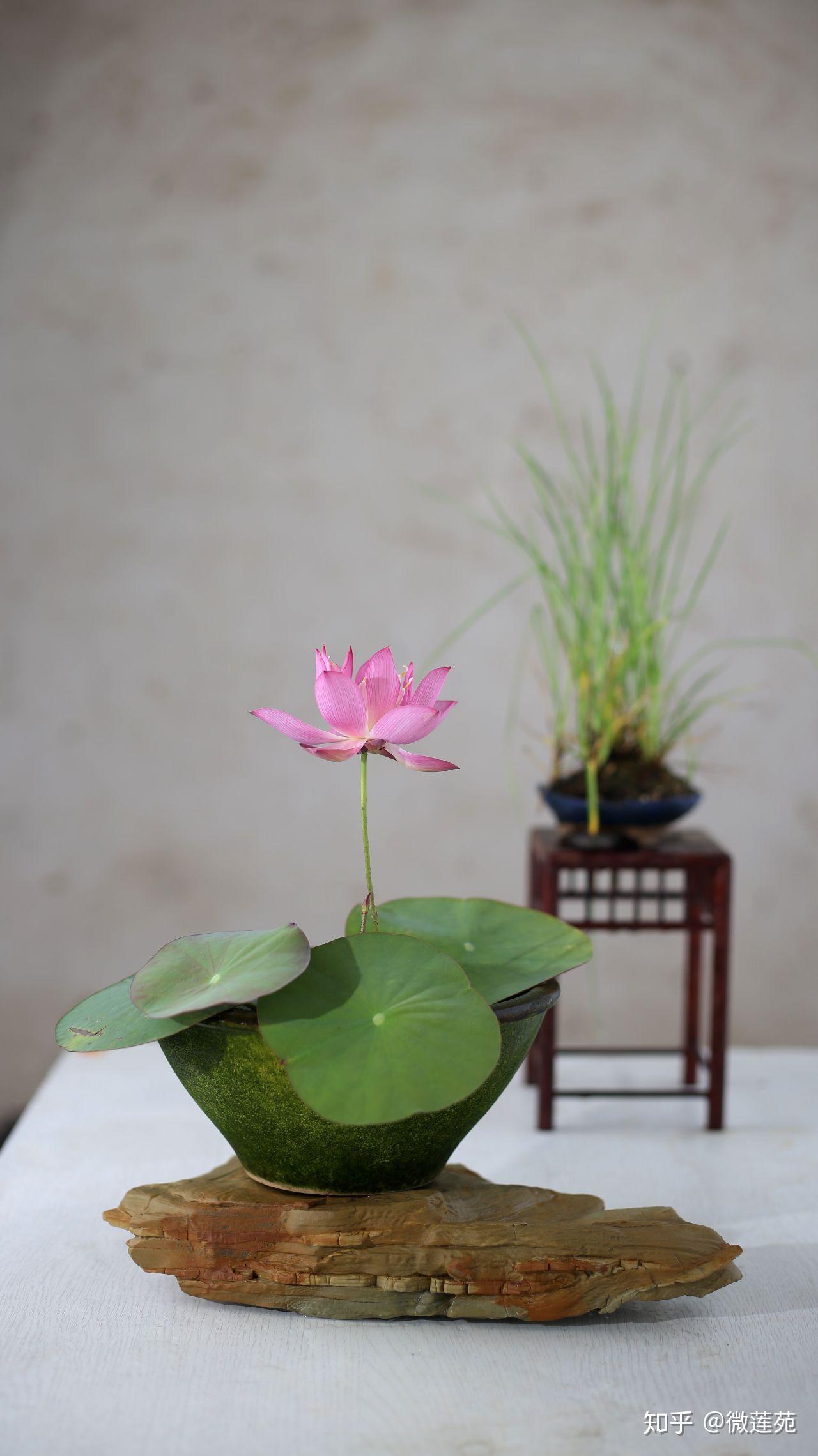 微型碗莲可以用多大的容器养