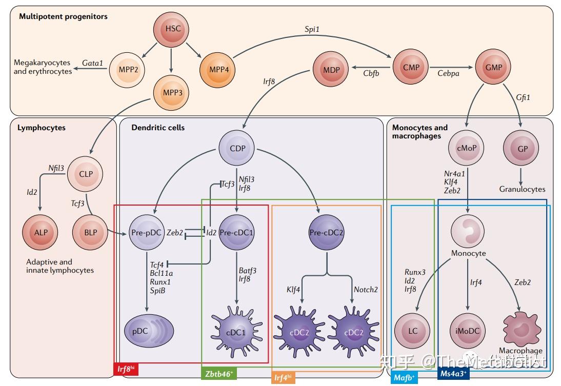 代谢学人——Nature Metabolism：肥胖可意会，亦可“炎”传 - 知乎