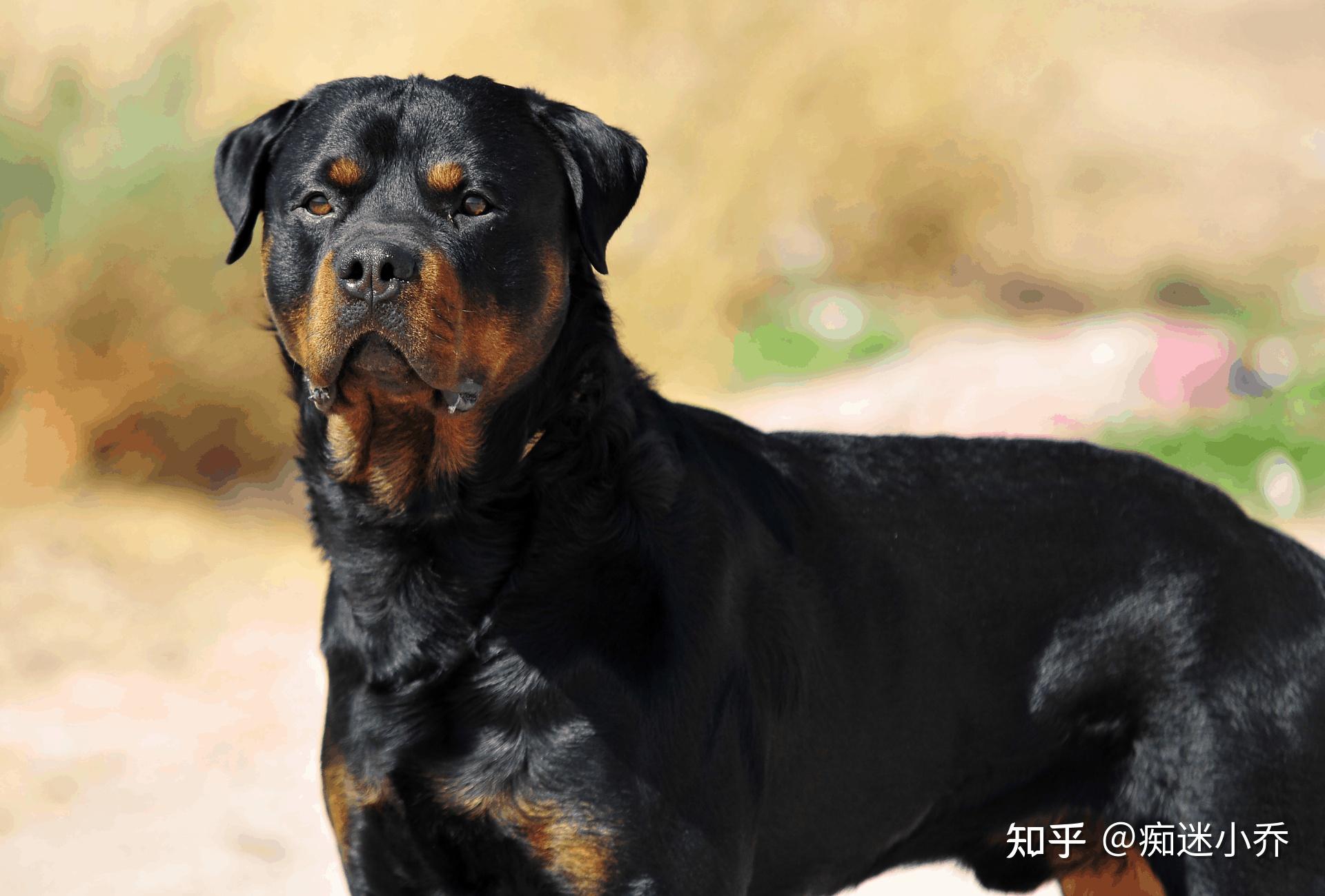 世界公认十大“猛犬”排行榜，见到记得要绕道走！ - 知乎
