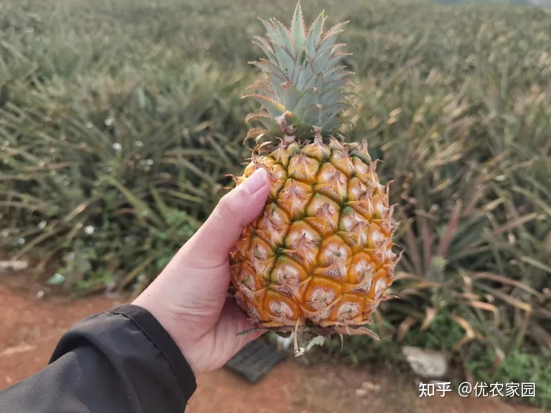 凤梨要放多久才会熟 v2-de61b063296ccc91901d04e3286e839f_r.jpg