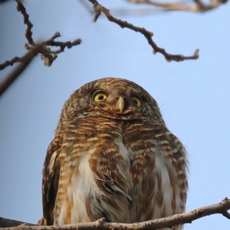 猫头鹰斑头鸺鹠