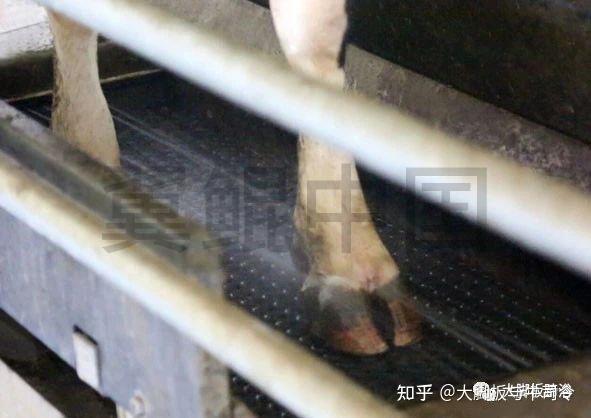 健康牛蹄从蹄浴开始！ - 知乎
