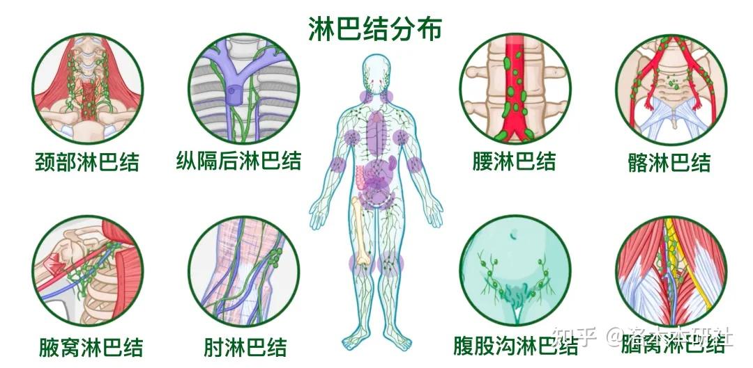 人体解剖学基础——淋巴系统篇