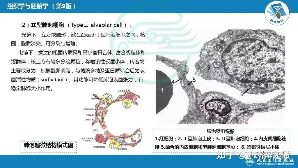 第六期:透射电镜下的肺泡 - 知乎