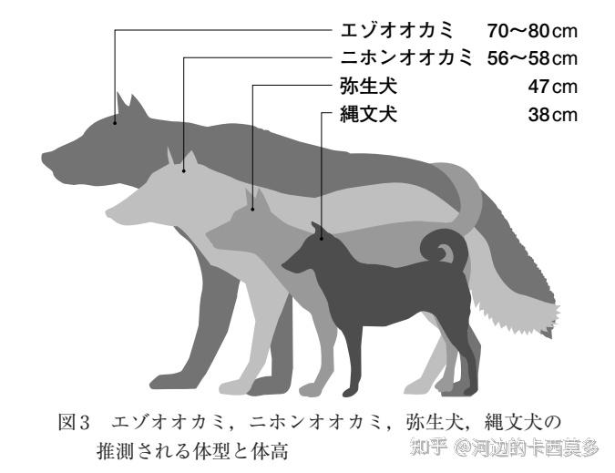 17. 日本狼：“吼神”的湮灭 - 知乎