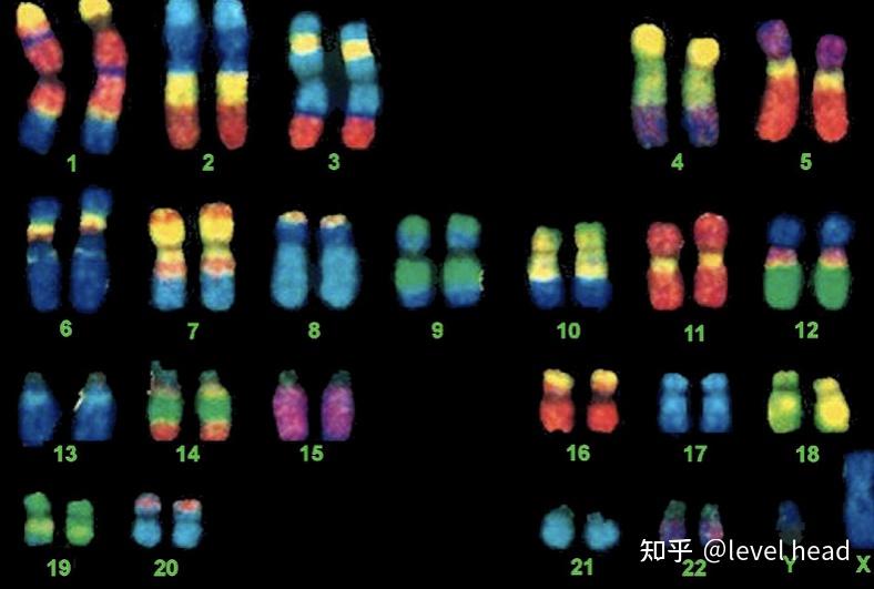 生殖遗传染色体异常的解读? - 知乎