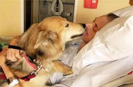 狗狗和人类的感情真的可以很伟大吗这些照片就是最好的证明